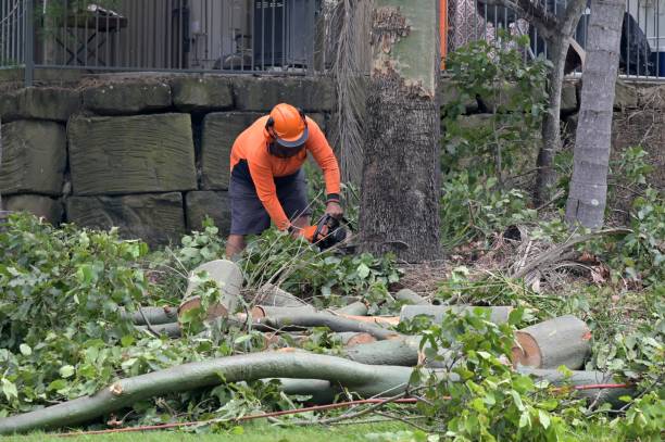 Best Dead Tree Removal  in USA